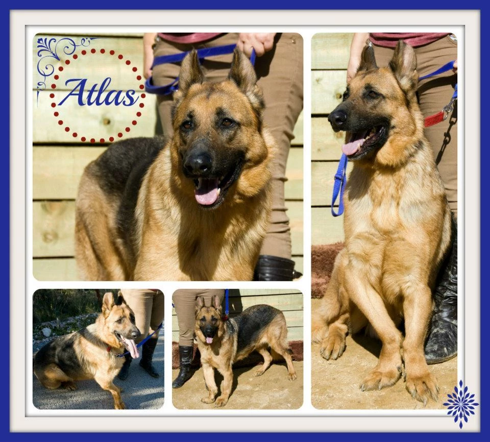 Άτλας: Ο σκύλος – σύμμαχος της αστυνομίας συνέλαβε δύο έμπορους ναρκωτικών στις Σέρρες